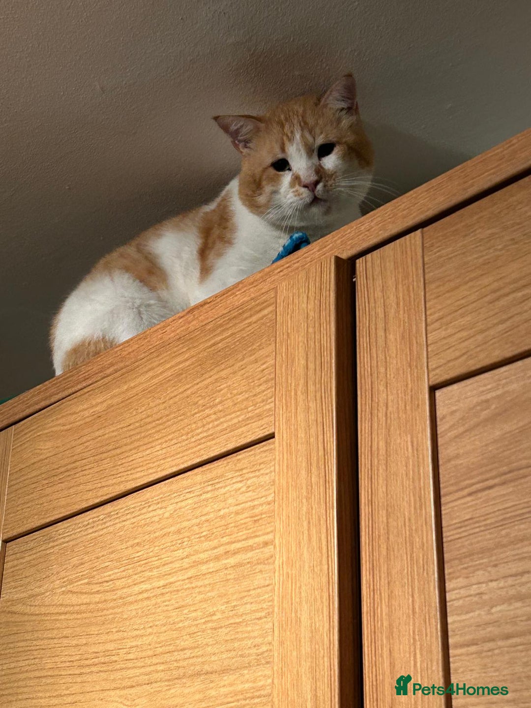 Mixed Breed cats for adoption: [Indoors Only] Tweety! Teddy loving bear  - Advert 6