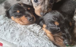 Dachshund dogs for sale: Beautiful minature daschunds  - Image 7