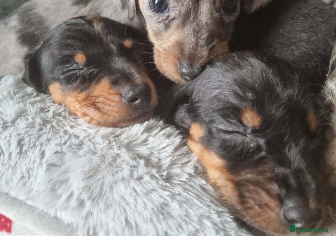 Dachshund dogs for sale: Beautiful minature daschunds  - Image 7