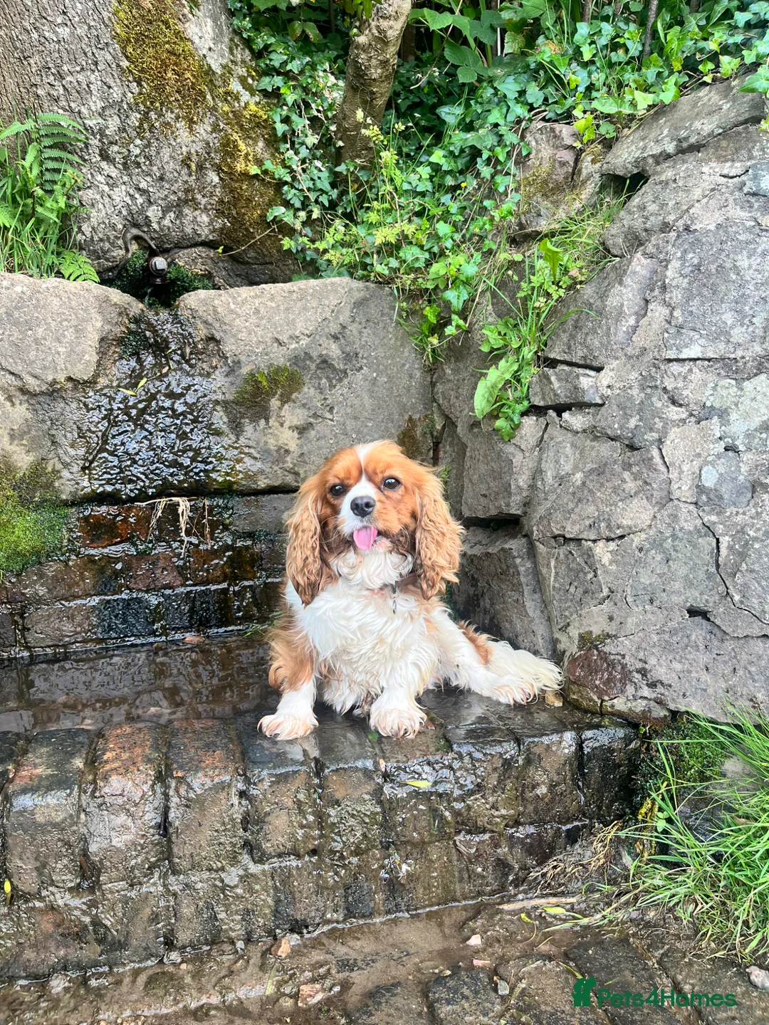 Cavalier King Charles Spaniel dogs for sale: Pending viewing- unable to reply to all messages  - Advert 7