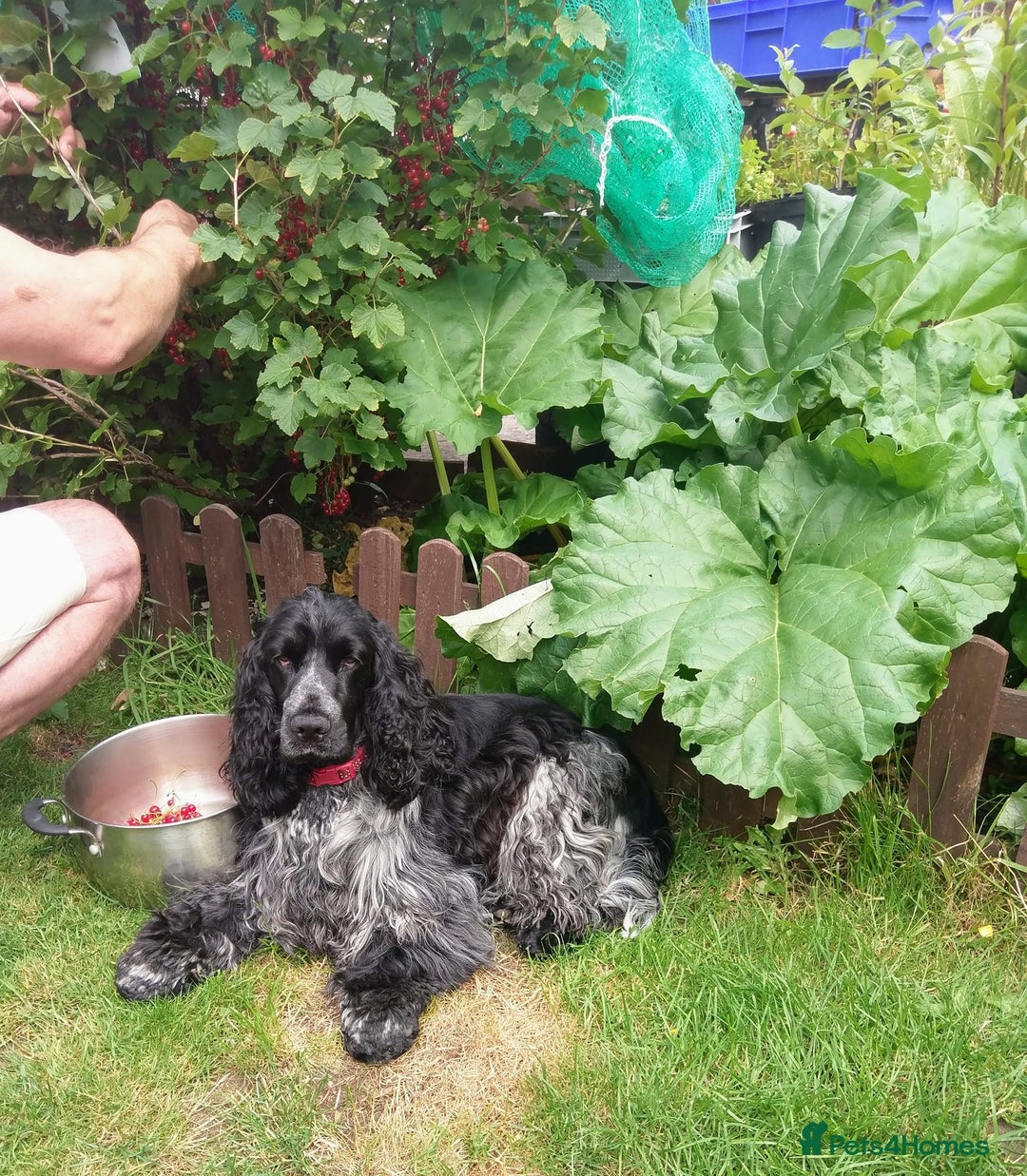 Cocker Spaniel dogs for stud: Show cocker spaniel stud dog  in Leven - Advert 7