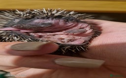 Pygmy Hedgehog rodents for sale: Three gorgeous hoglets for sale  - Image 3