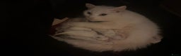 Mixed Breed cats for sale: 7 white kittens READY ASAP - Advert 29