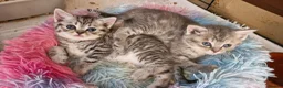 Mixed Breed cats for sale: 3 girls left half british short hair - Advert 1
