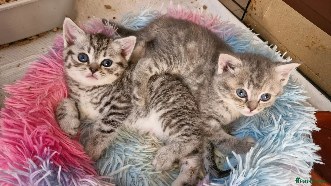 Mixed Breed cats for sale: 3 girls left half british short hair - Advert 1