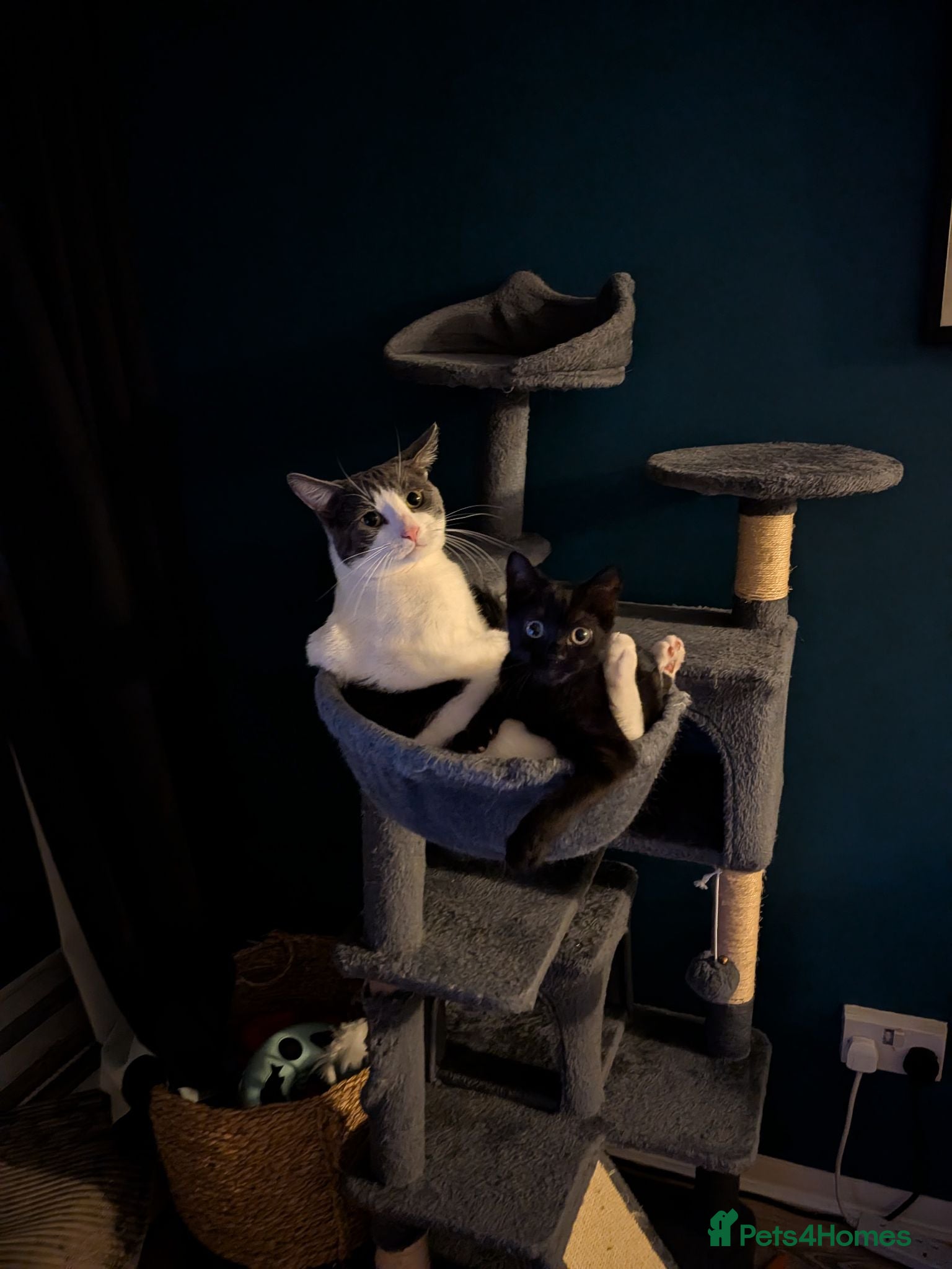 Domestic Shorthair cats My baby's  - Advert 10
