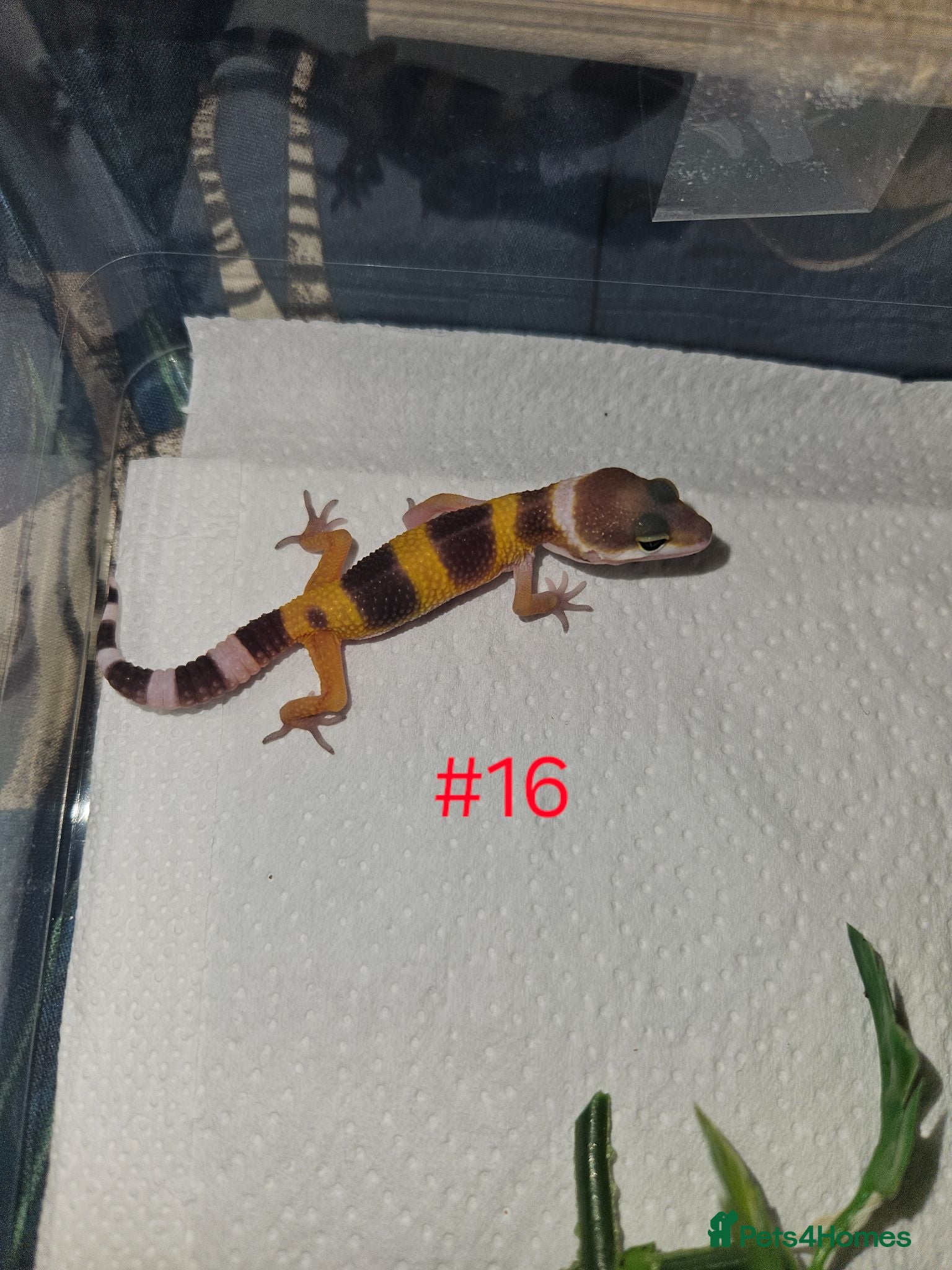 Leopard Gecko reptiles Leopard Geckos  - Advert 5