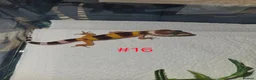 Leopard Gecko reptiles for sale: Leopard Geckos  - Advert 11