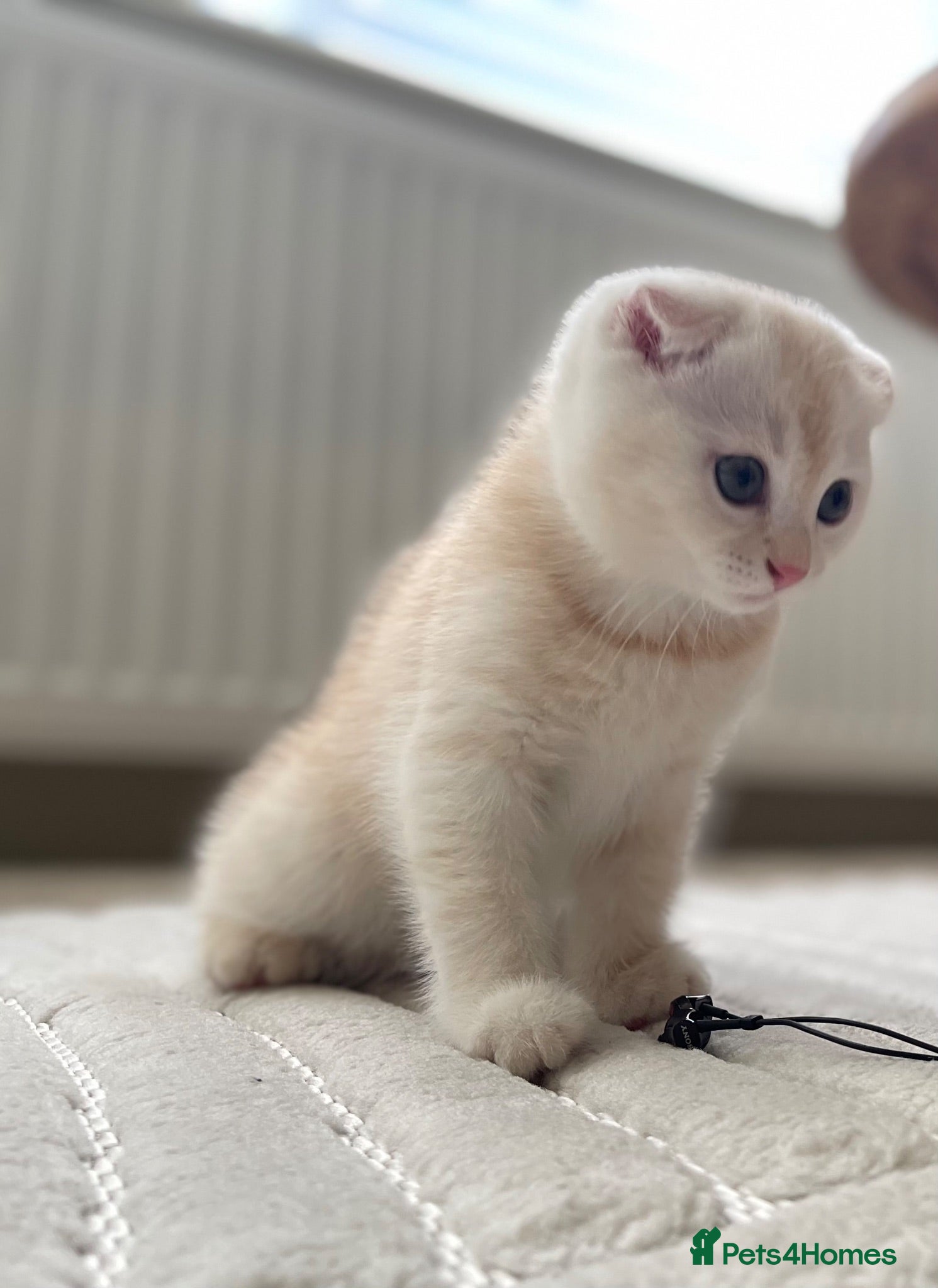 Scottish Fold cats Champion Bloodline Scottish Folds! - Advert 1