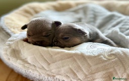 French Bulldog dogs for sale: Stunning litter of French bulldog puppies  - Image 2