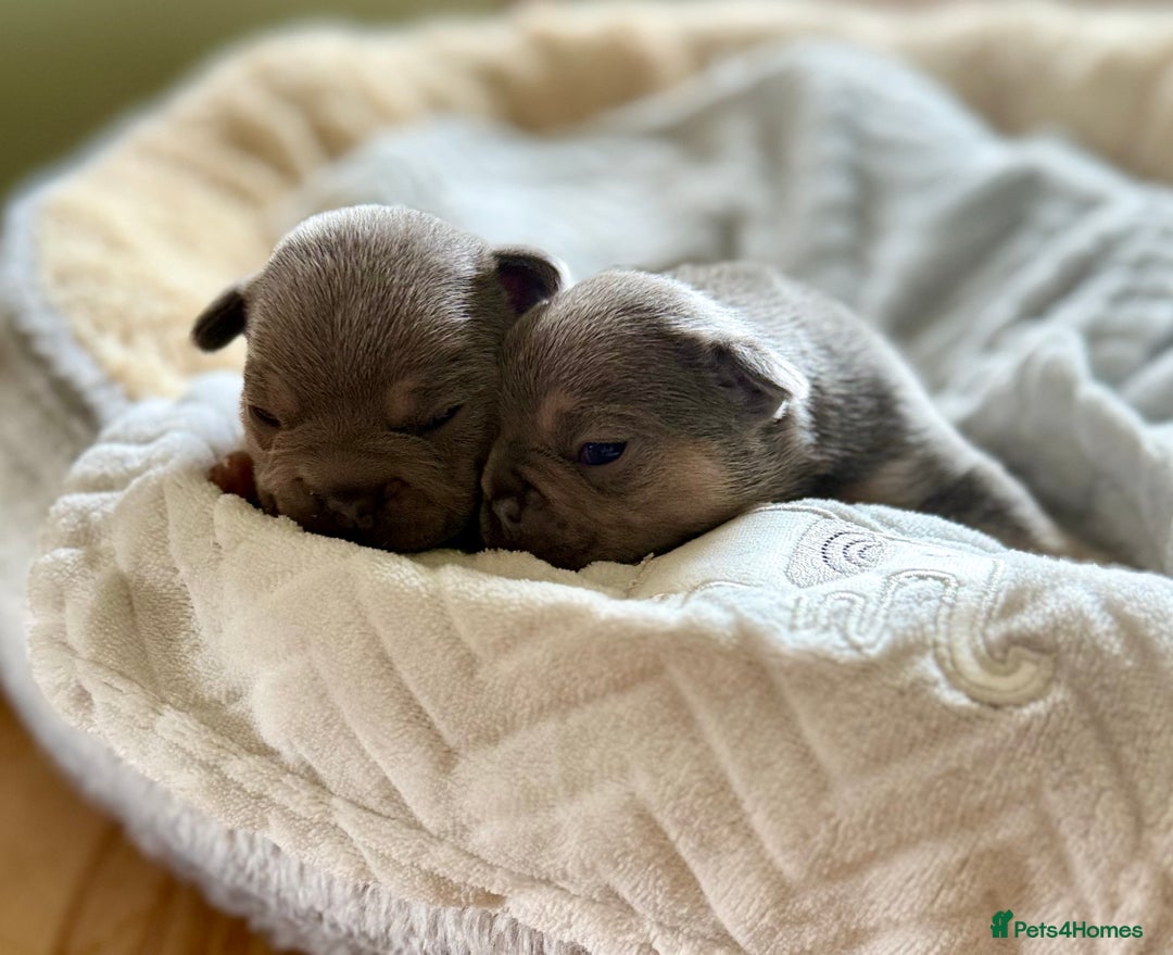 French Bulldog dogs for sale: Stunning litter of French bulldog puppies  - Image 2