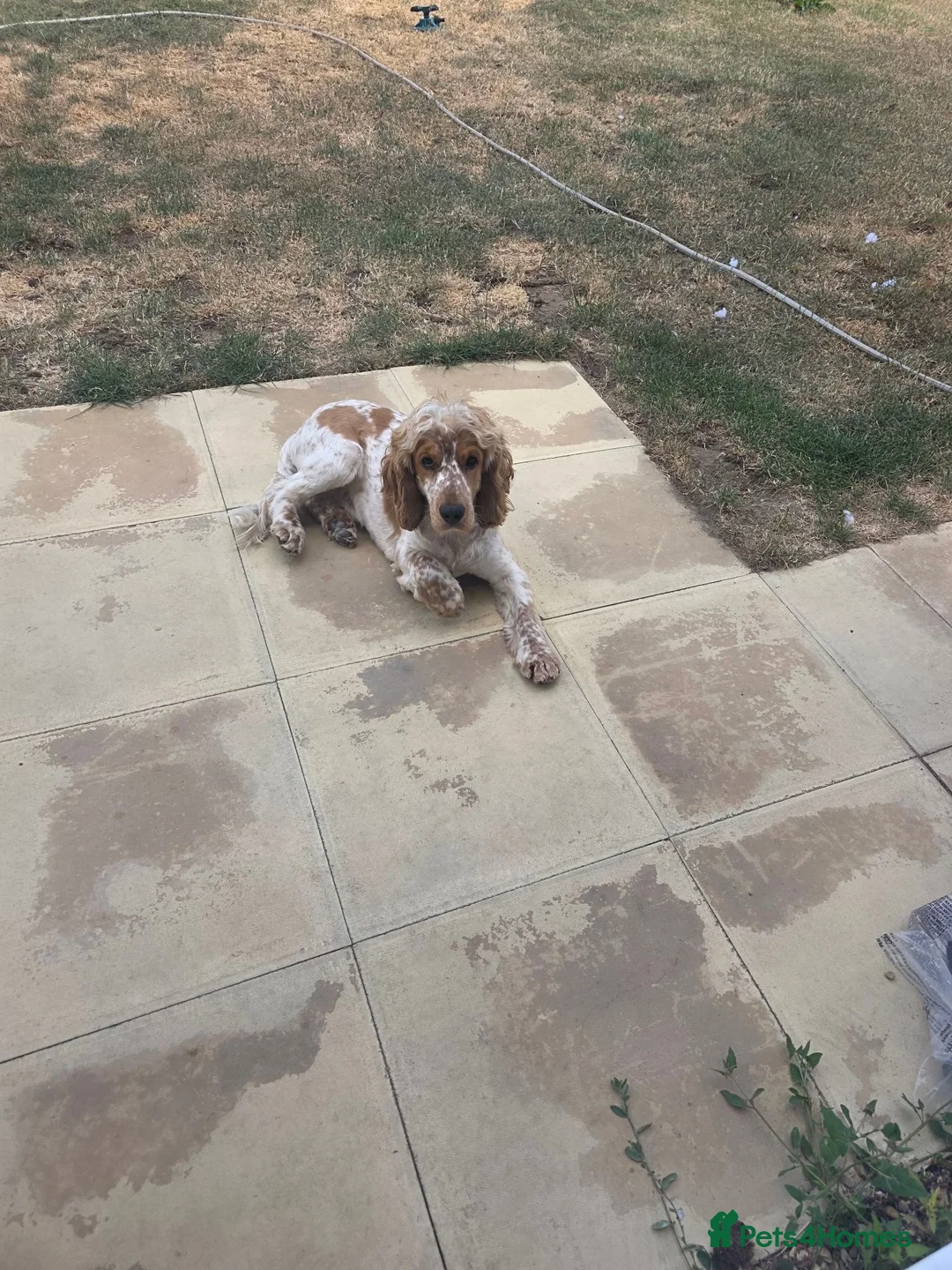 Cocker Spaniel dogs for stud: Stud dog  in Fleet - Advert 10