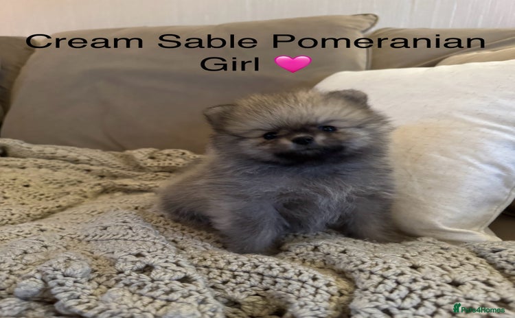Pomeranian dogs - Advert 13
