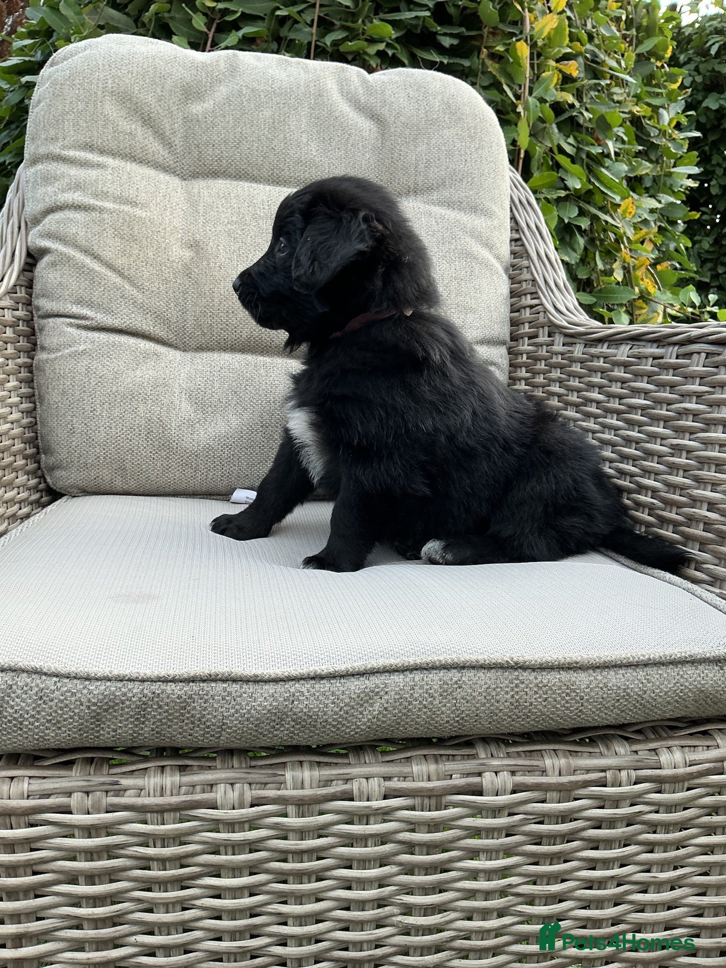 Mixed Breed dogs Beautiful retriever cross collies - ready to go - Advert 1