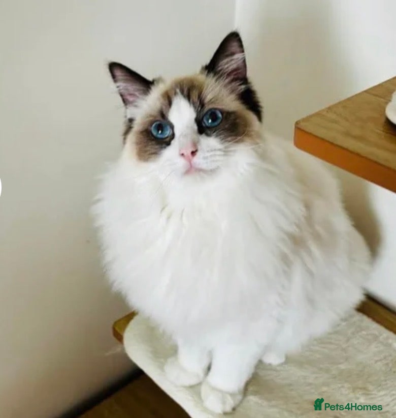 Ragdoll cats Beautiful Ragdoll Siamese Kittens - Advert 1