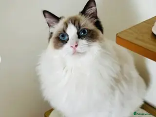 Ragdoll cats Beautiful Ragdoll Siamese Kittens - Advert 1