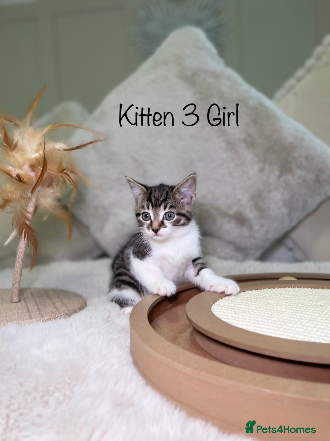 Mixed Breed cats for sale: Beautiful kittens 8 weeks old ready now  - Advert 12