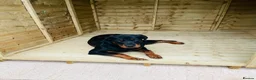 Rottweiler dogs for sale: 10 Month Rottweiler - Female in Leicester - Advert 2