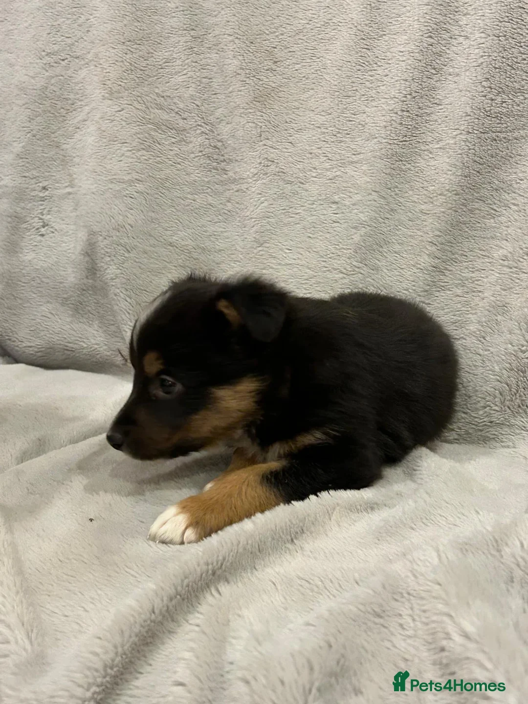 Border Collie dogs for sale: Border collie puppies  - Advert 7