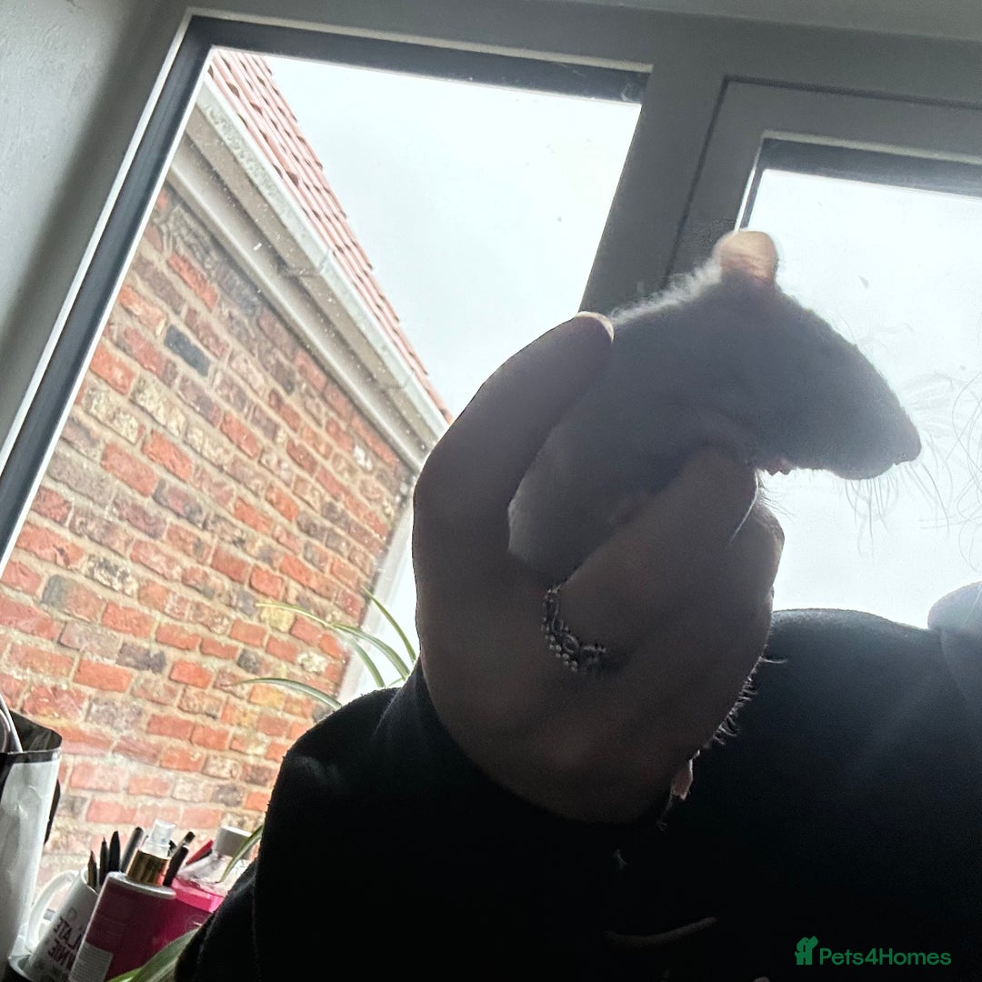 Rat rodents for sale: two friendly girls for sale 🩷 - Advert 6