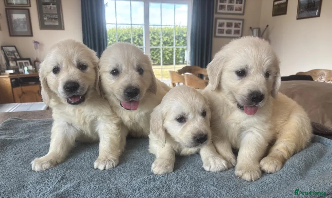 Golden Retriever dogs for sale: CREAM GOLDEN RETRIEVER PUPPIES - Advert 1