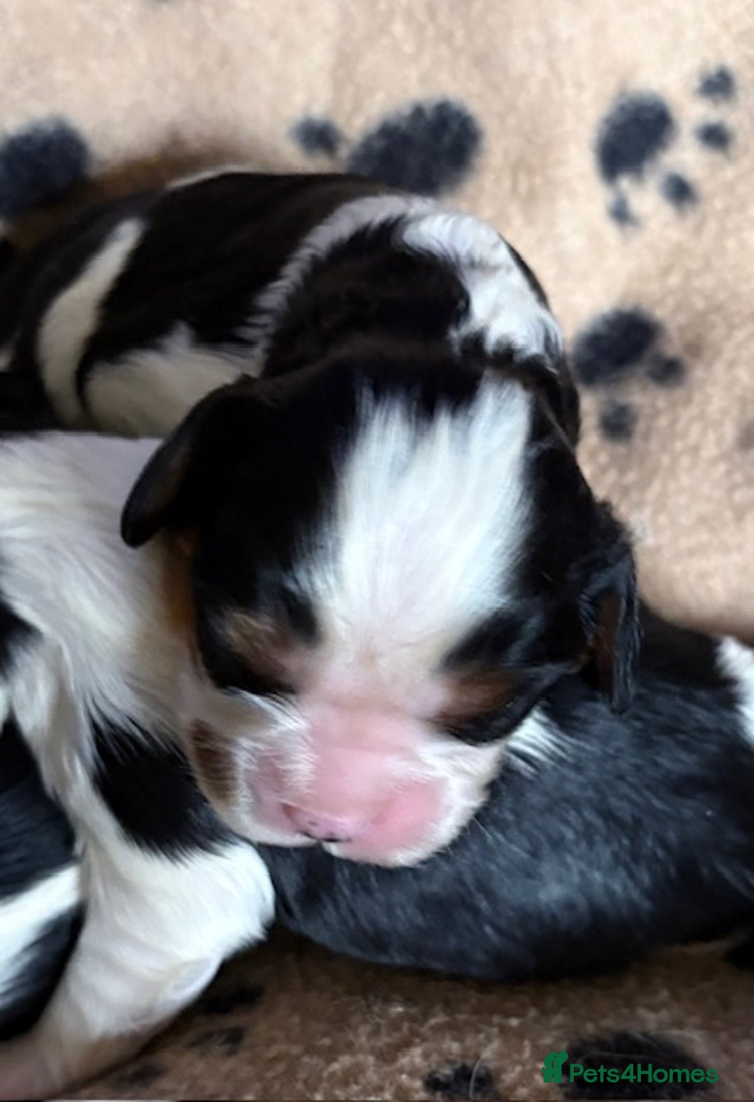 Cavalier King Charles Spaniel dogs for sale: Kc reg Cavalier King Charles pups  - Image 4