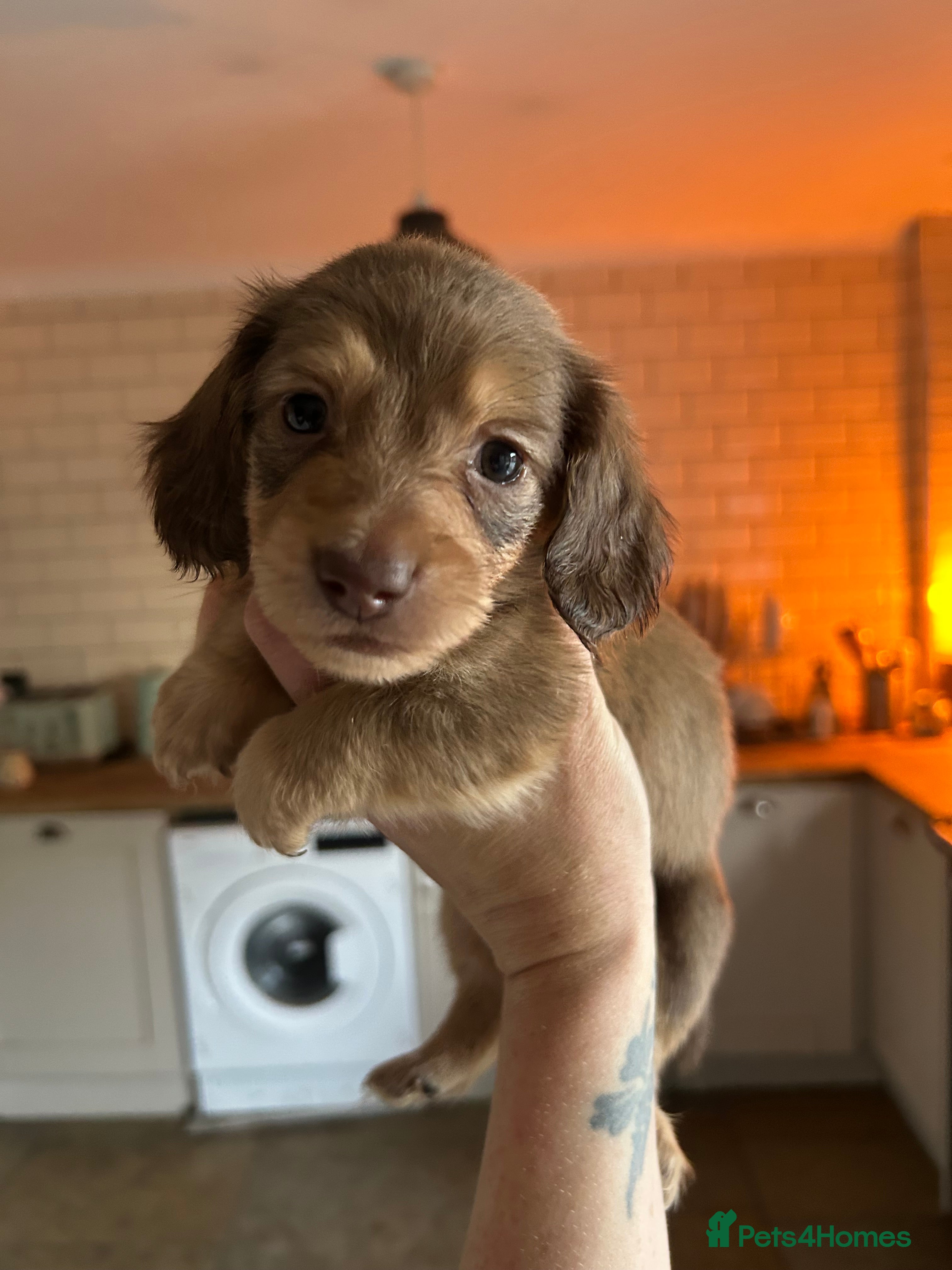 Dachshund dogs Beautiful long and smooth haired dachshunds - Advert 2