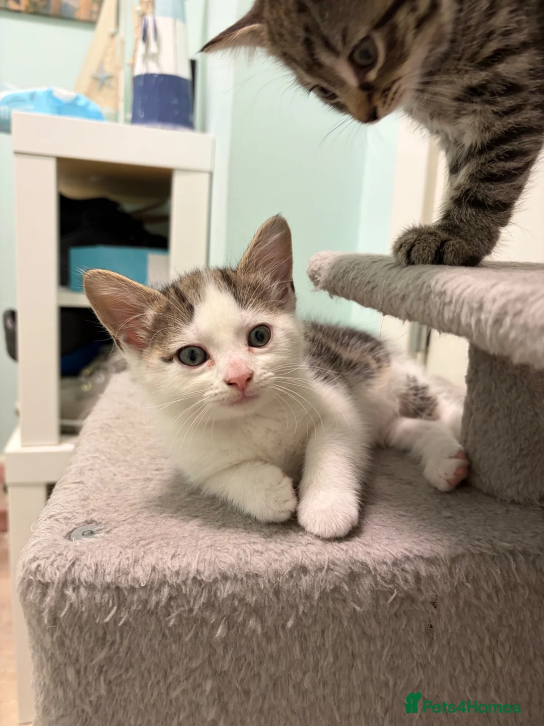 Mixed Breed cats for sale: 3 cute, cuddly kittens for sale - Advert 12