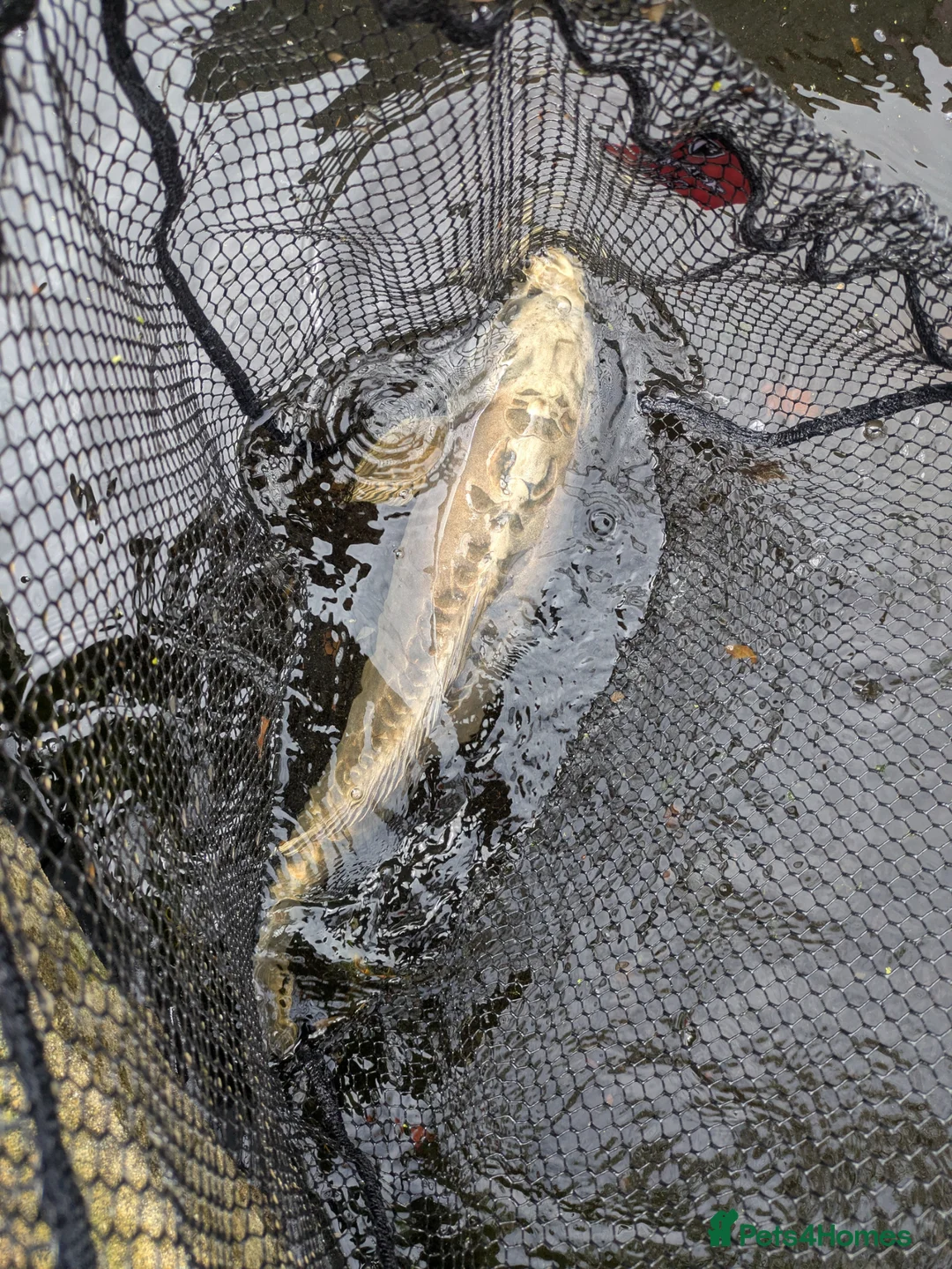 Pond Fish fish for sale: Closing pond down. All fish and equipment to go in Southport - Advert 1