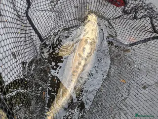 Pond Fish fish Closing pond down. All fish and equipment to go - Advert 1