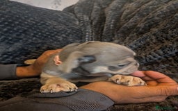 Pug dogs for sale: 2 left quality pug puppies  - Image 5