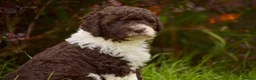 Spanish Water Dog dogs for sale: KC Spanish Water Dog Pups-Coastal Raised with ENS  - Advert 28