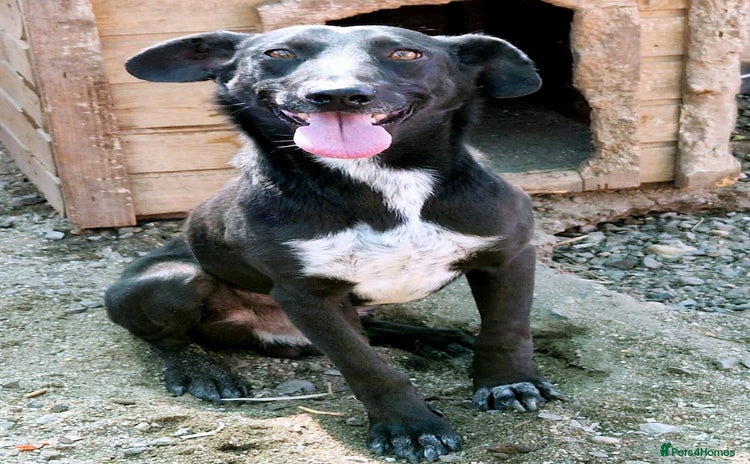 Mixed Breed dogs - Advert 1