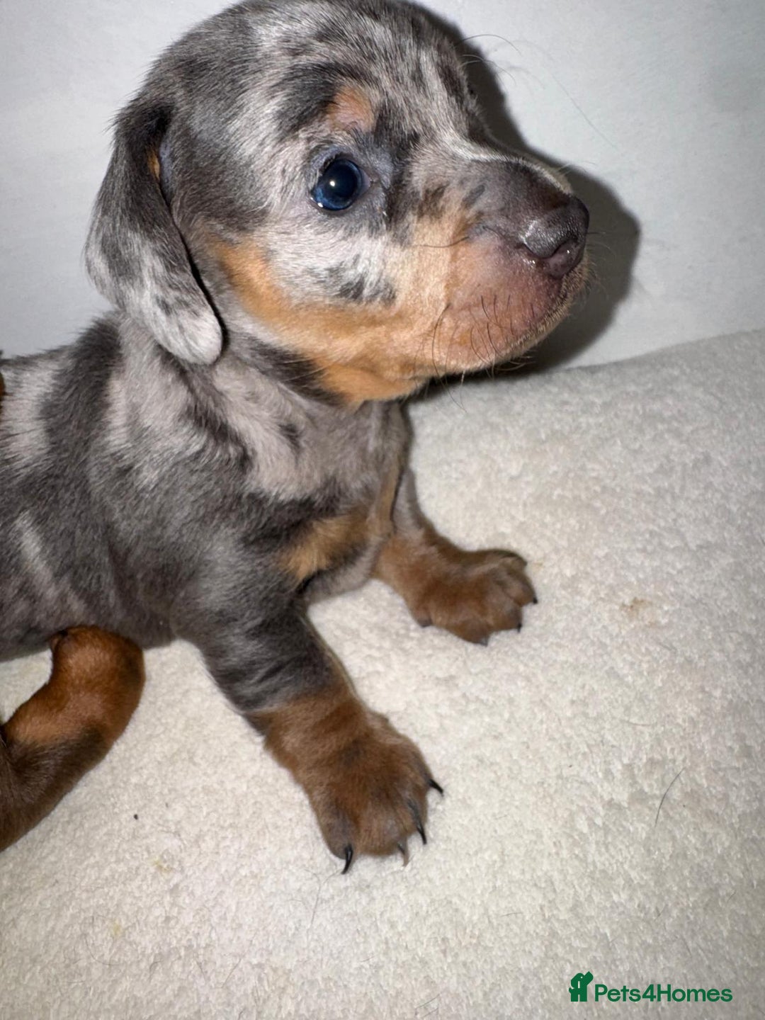 Dachshund dogs for sale: Dachshund Puppies  - Advert 4