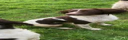 English Springer Spaniel dogs for sale: Pedigree English Springer Spaniels in Chippenham - Advert 1