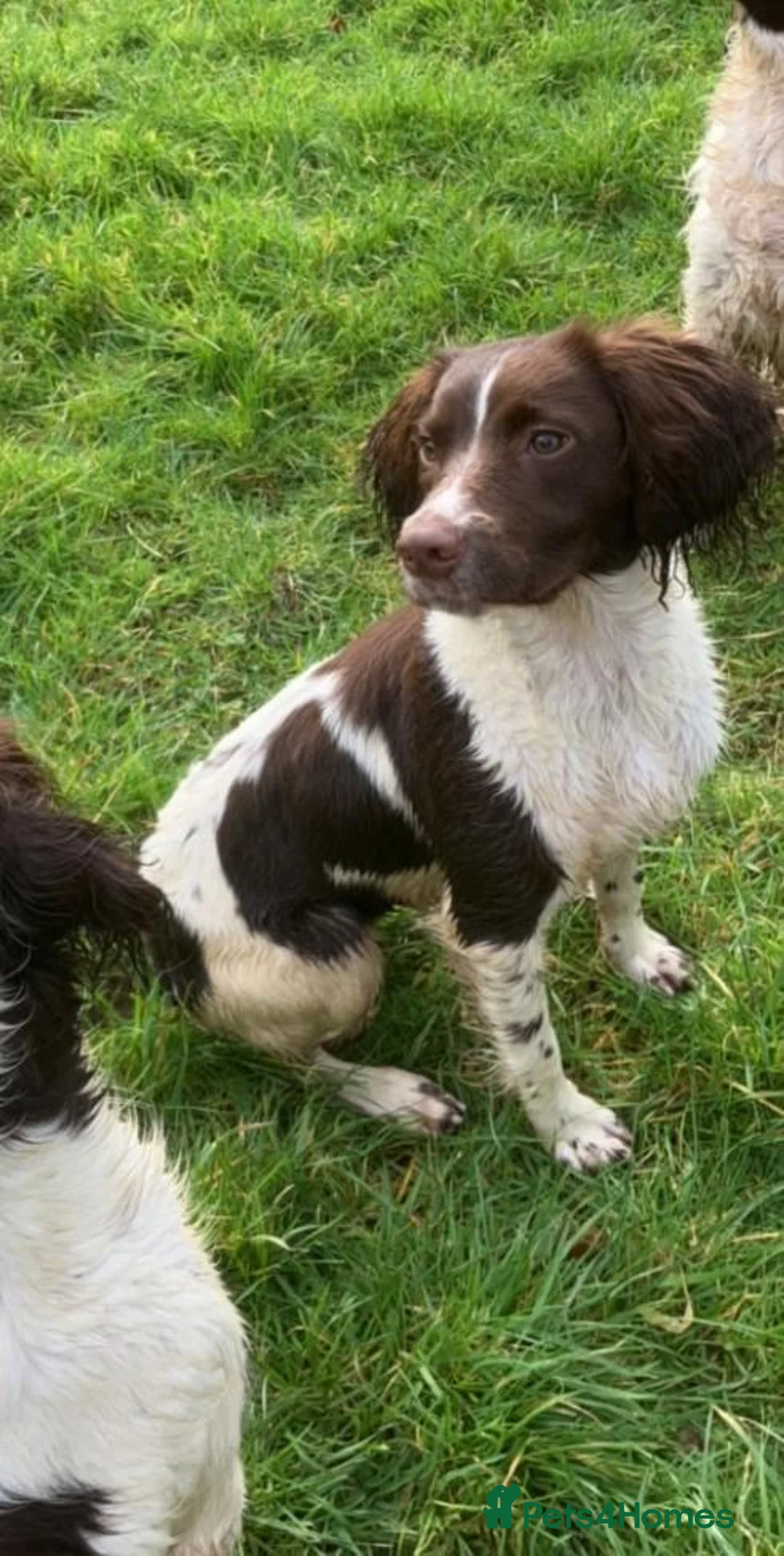 English Springer Spaniel dogs for sale: Pedigree English Springer Spaniels in Chippenham - Advert 1