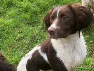 English Springer Spaniel dogs Pedigree English Springer Spaniels - Advert 1