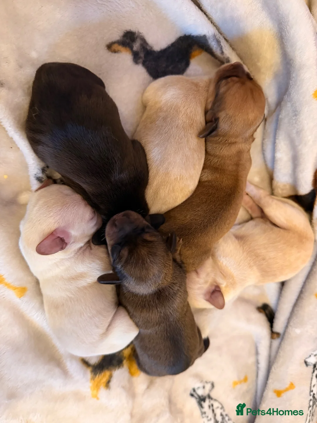 Mixed Breed dogs for sale: 3 sweenie male pups 2 female pups available  - Advert 2