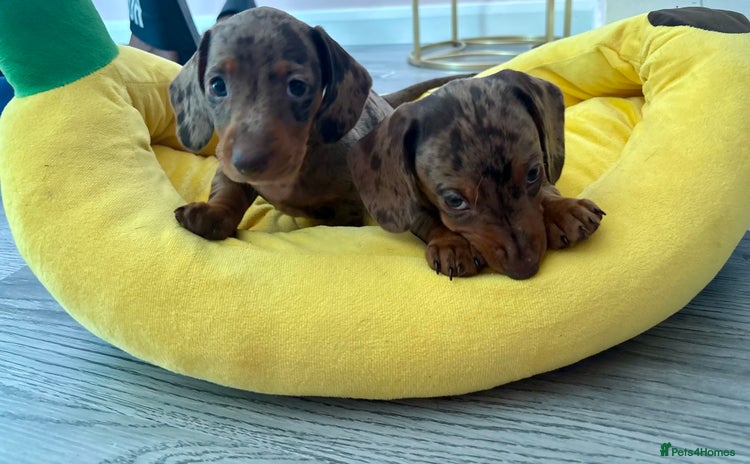 Miniature Dachshund dogs - Advert 1