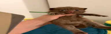 British Shorthair 1