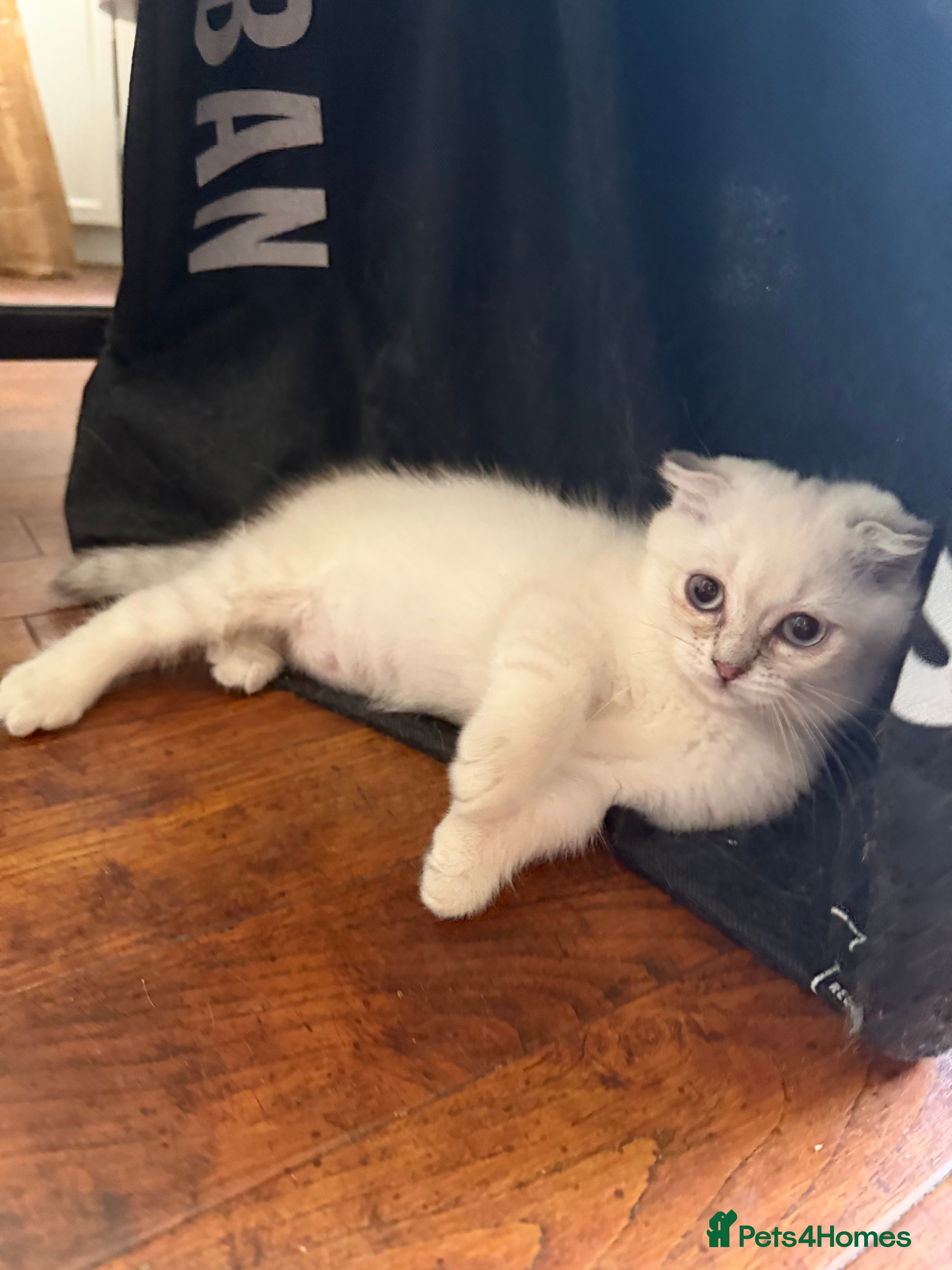 Scottish Fold cats for sale: READY SCOTTISH FOLD KITTENS (URGENT) - Advert 7
