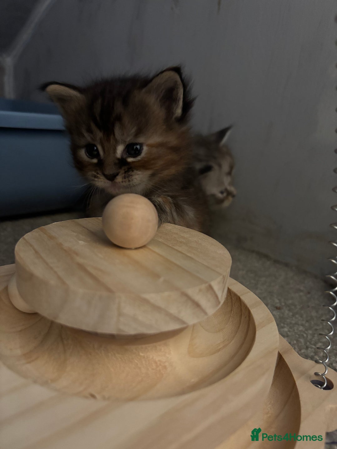 Maine Coon cats for sale: 7 Maine coon kittens for a loving home  - Advert 8