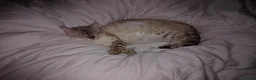 Bengal cats for sale: Bengals kittens - Advert 1