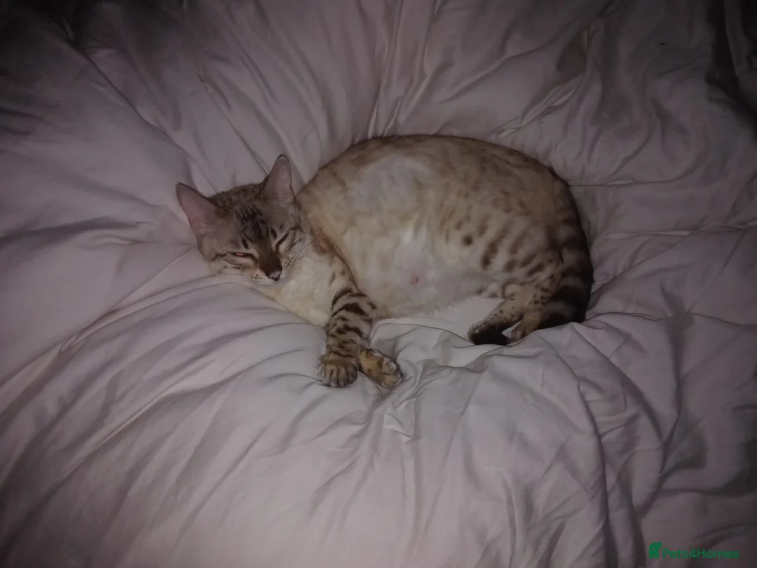 Bengal cats for sale: Bengals kittens - Advert 1