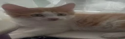 Mixed Breed cats for sale: 3 kitten rehoming - Advert 21