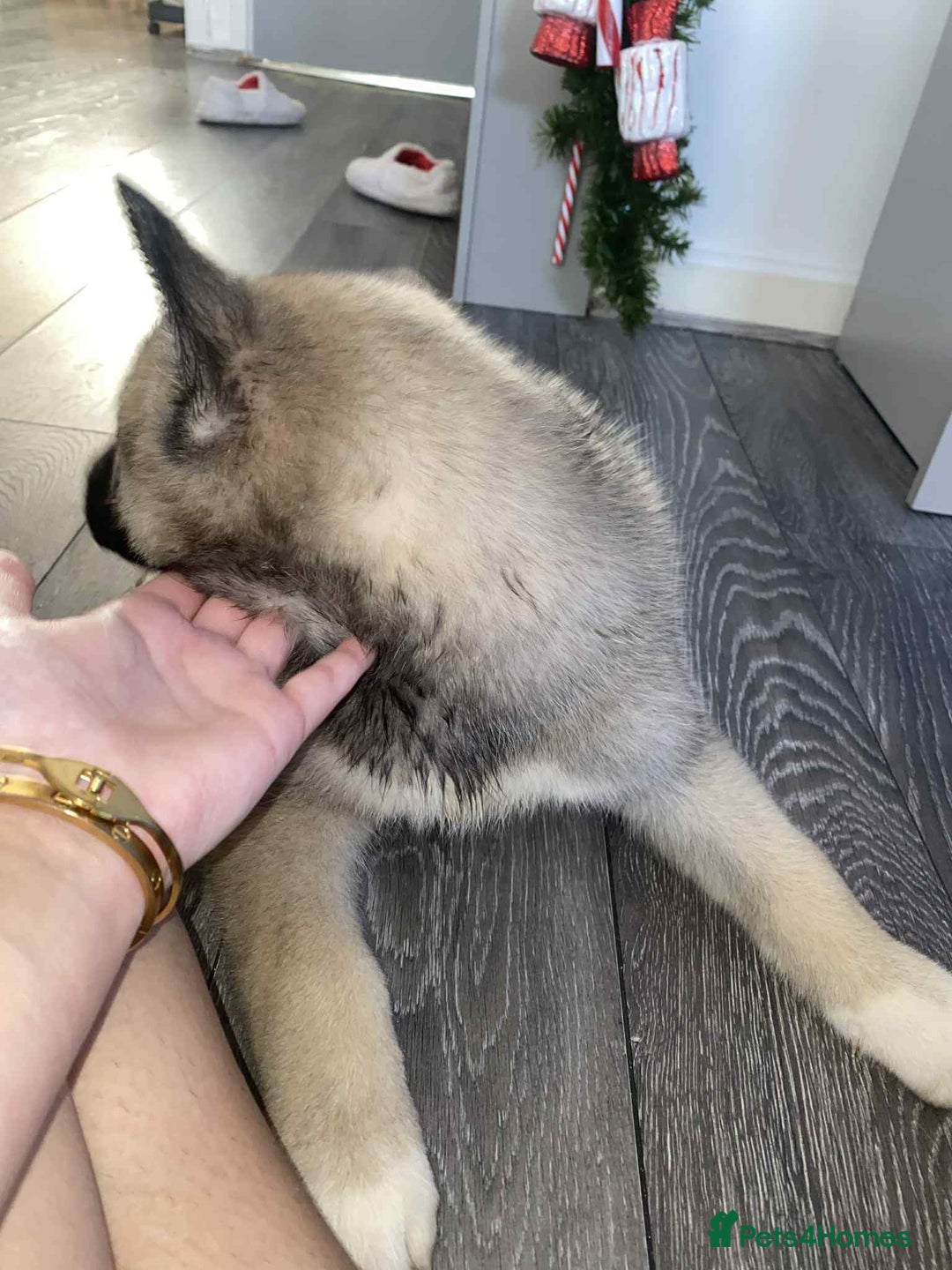 Huskita dogs for sale: ❤️huskey/ akita - Advert 4