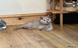 British Shorthair cats for sale: Incredible GCCF British shorthaired kittens  - Image 8