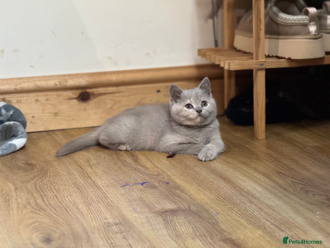 British Shorthair cats for sale: Incredible GCCF British shorthaired kittens  - Image 8