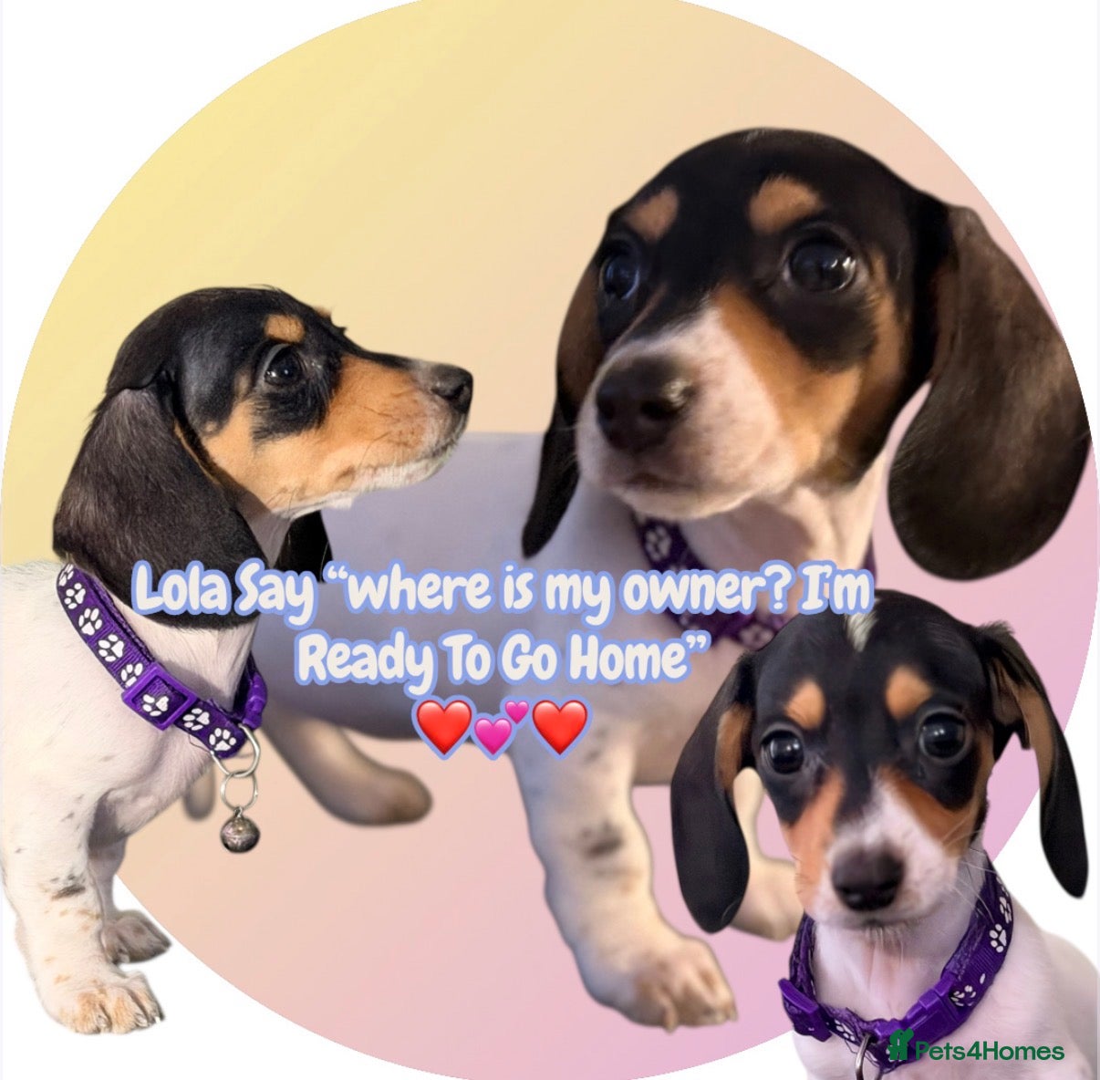 Miniature Dachshund dogs ReadyToGo TheOnlyGirl 💕Lola Black&Cream Piebald  - Advert 1