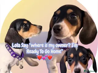 Miniature Dachshund dogs ReadyToGo TheOnlyGirl 💕Lola Black&Cream Piebald - Advert 2